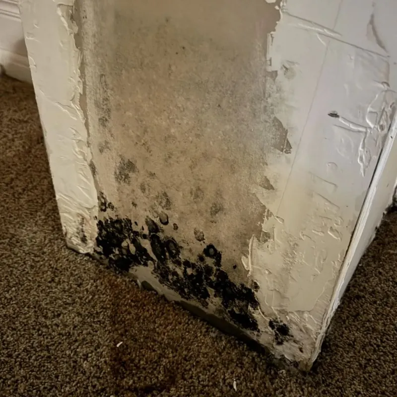 Professional Mold Removal in Grant County, NM